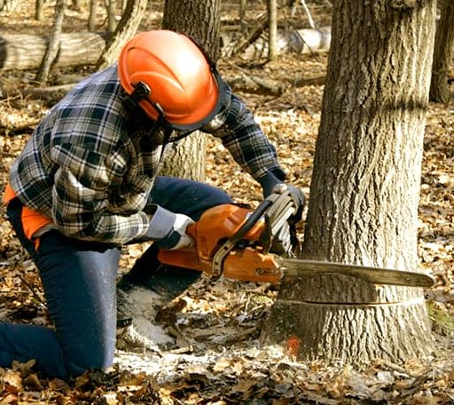 Tree Removal in Rives, TN